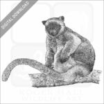 Lumholtz's Tree-Kangaroo