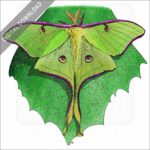 Luna Moth stock image