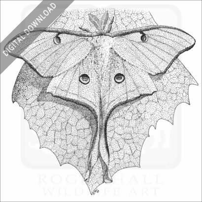 Luna Moth