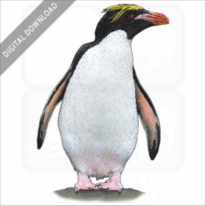 Macaroni Penguin stock image