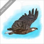 Madagascan Fish Eagle stock image