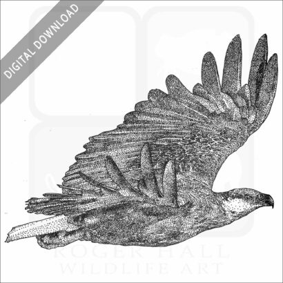 Madagascan Fish Eagle
