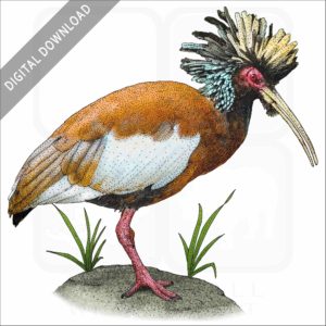 Madagascar Crested Ibis stock image