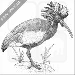 Madagascar Crested Ibis