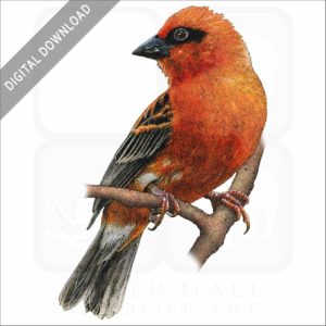 Madagascar or Red Fody stock image