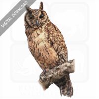 Madagascar Long-Eared Owl stock image