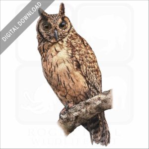 Madagascar Long-Eared Owl stock image