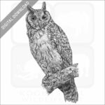 Madagascar Long-Eared Owl