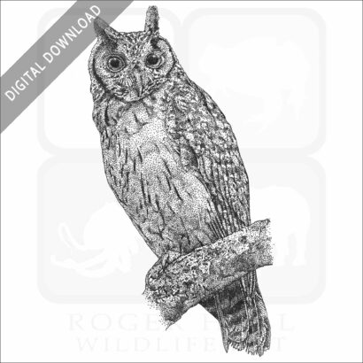 Madagascar Long-Eared Owl