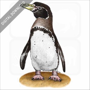 Magellanic Penguin stock image