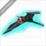 Magnificent Frigatebird stock image