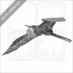 Magnificent Frigatebird