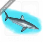Shortfin Mako Shark stock image
