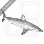Shortfin Mako Shark