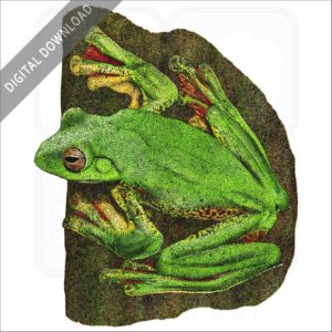 Malabar Gliding or Flying Frog stock image