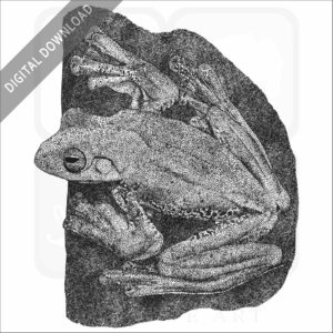 Malabar Gliding or Flying Frog