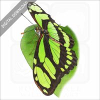 Scarce Bamboo Page Butterfly stock image