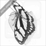 Scarce Bamboo Page Butterfly
