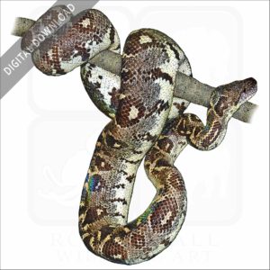 Madagascar or Malagasy Tree Boa stock image
