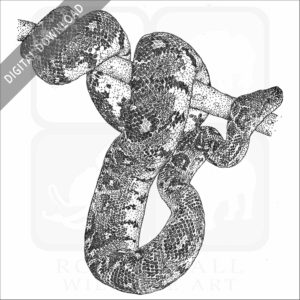 Madagascar or Malagasy Tree Boa