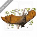 Large Flying Fox stock image