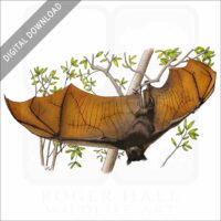 Large Flying Fox stock image