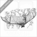 Large or Malayan Flying Fox