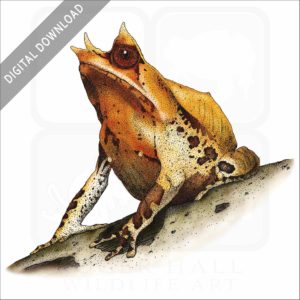 Malayan or Long-Nosed Horned Frog stock image