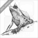 Malayan or Long-Nosed Horned Frog