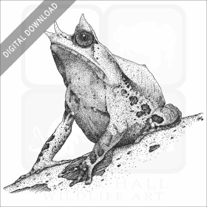 Malayan or Long-Nosed Horned Frog