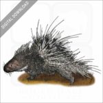 Malayan or Himalayan Porcupine stock image