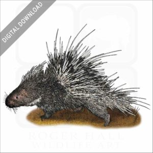 Malayan or Himalayan Porcupine stock image