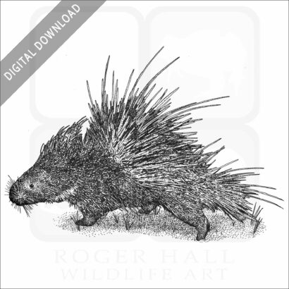 Malayan or Himalayan Porcupine