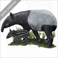 Malayan or Asian Tapir stock image