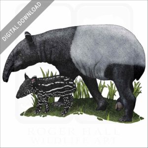 Malayan or Asian Tapir stock image