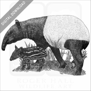 Malayan or Asian Tapir