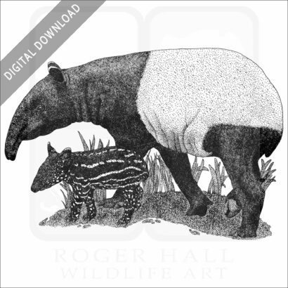 Malayan or Asian Tapir