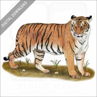 Malayan Tiger stock image