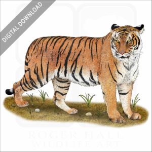 Malayan Tiger stock image