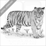 Malayan Tiger