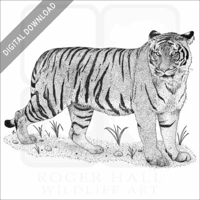 Malayan Tiger