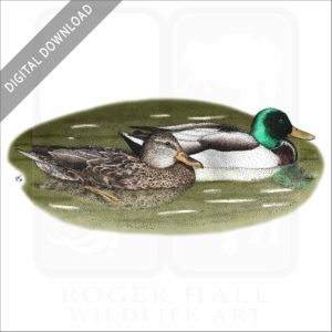 Mallard Ducks stock image