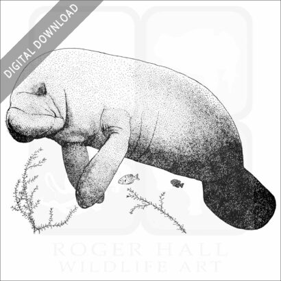 West Indian Manatee