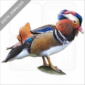 Mandarin Duck stock image