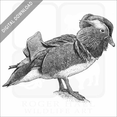 Mandarin Duck