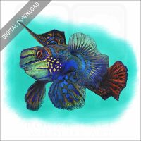 Mandarinfish stock image