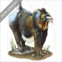 Mandrill stock image