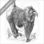 Mandrill