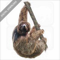 Maned Sloth stock image