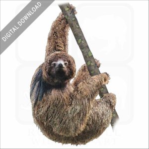 Maned Sloth stock image